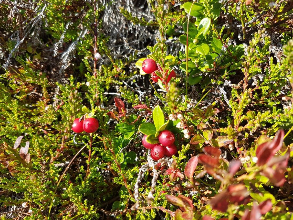 Fesengut Annaberg im Lammertal Exterior foto